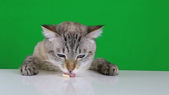 Funny Cat Sitting At The Table And Licks Treat alt