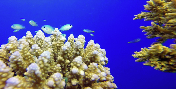 Blue Water Background with Colorful Fishes and A Diver alt