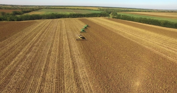 Four Combines Harvest Sunflower alt