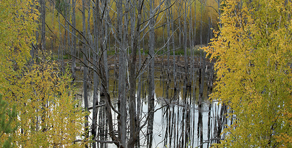 Dry Trees in Lake