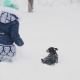 Little Girl Playing With Her Dog on Snow - VideoHive Item for Sale
