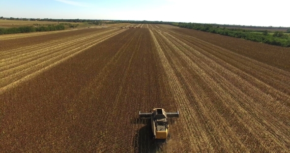 Four Combines Harvest Sunflower alt