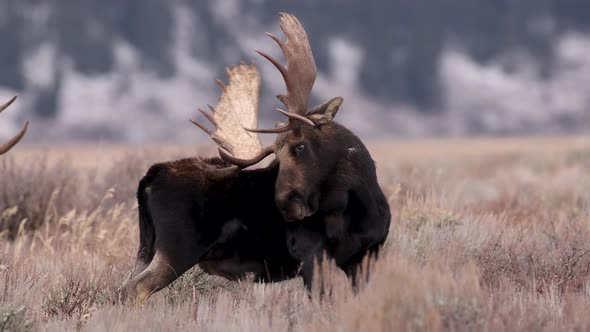Moose in Grand Teton National Park alt