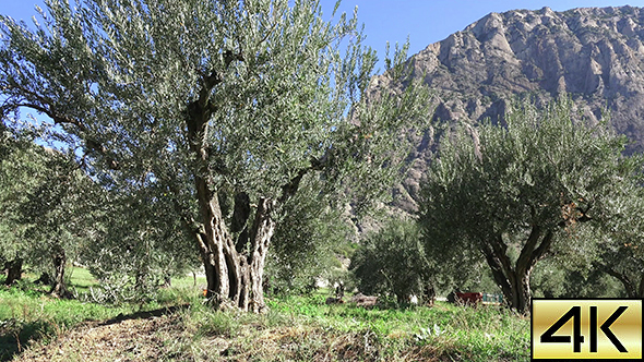Centennial Olive Trees 3