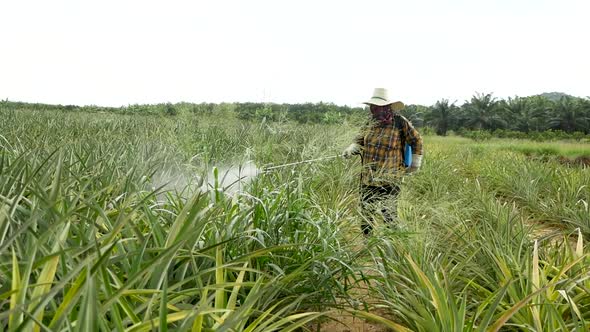 Fertilizer Spraying on Pineapple Farm in Thailand alt