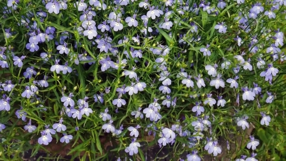 Lobelia Flowers Swinging On The Wind alt