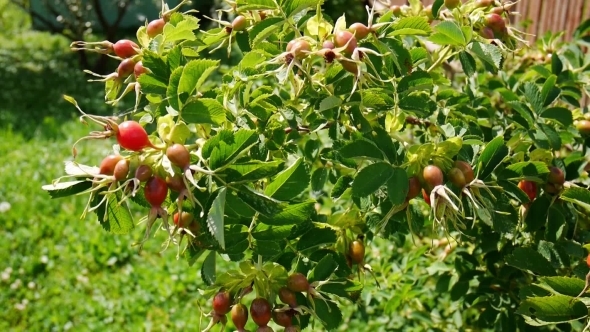 Briar Swinging On The Wind alt