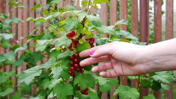 Picking Up Red Currants From Currant Bush