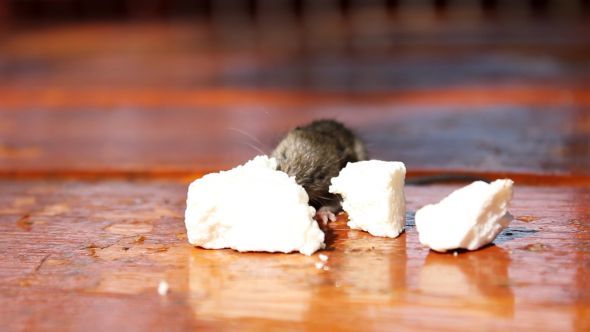 Little Rat Eating Cheese alt