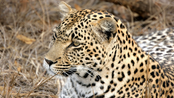 Portrait of a wild Leopard Sabi Sands