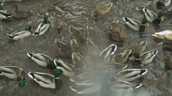 Feeding Ducks And Drakes In Red Creek In Winter alt