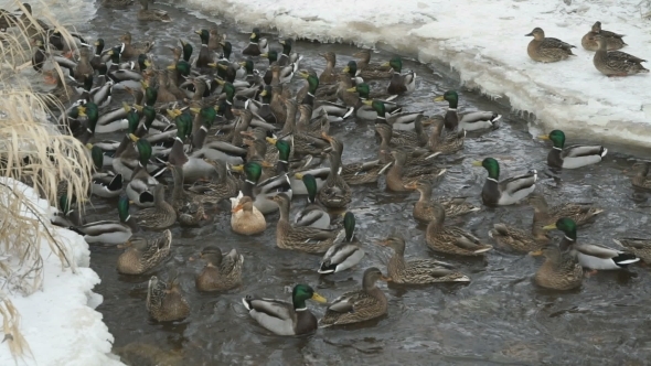 Feeding Ducks And Drakes In Red Creek In Winter alt