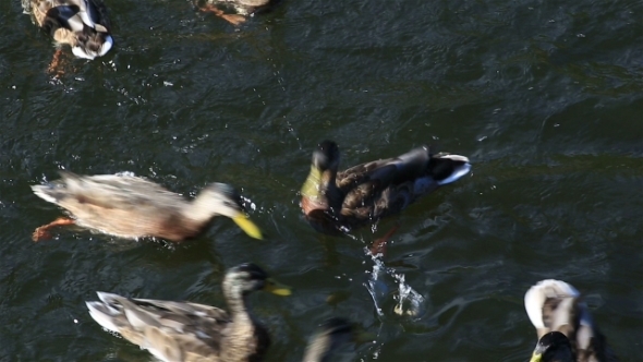 Wild Ducks Bread Catch In The River alt