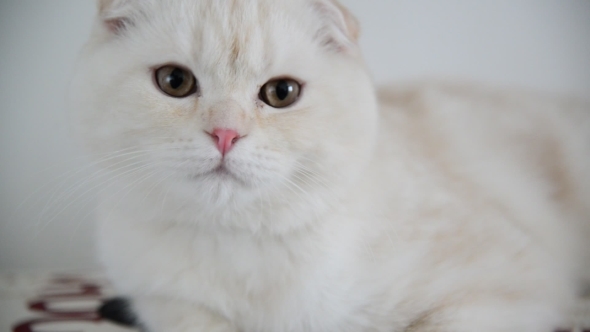 Beige Scottish Fold Kitten Lay Back On  Couch