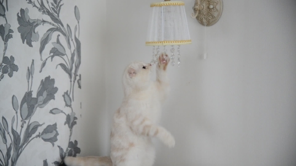  Kitten Plays With Crystal Pendants Lamps