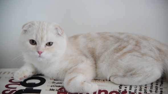 Beige Scottish Fold Kitten 4 Month Lay Back On  Couch