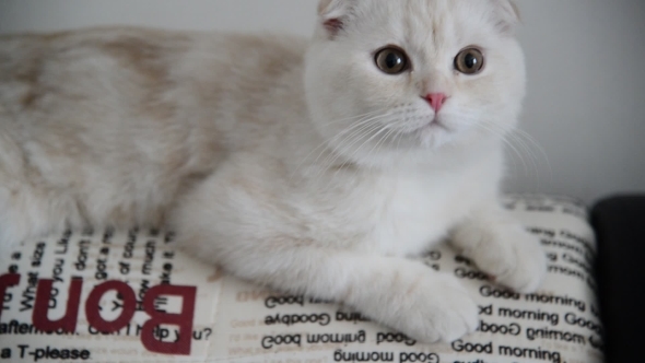 Beige Scottish Fold Kitten 4 Month Lay Back On  Couch