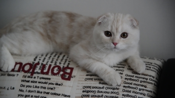 Beige Scottish Fold Kitten 4 Month Lay Back On  Couch