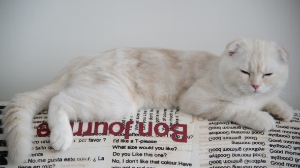 Beige Scottish Fold Kitten 4 Month Lay Back on  Couch