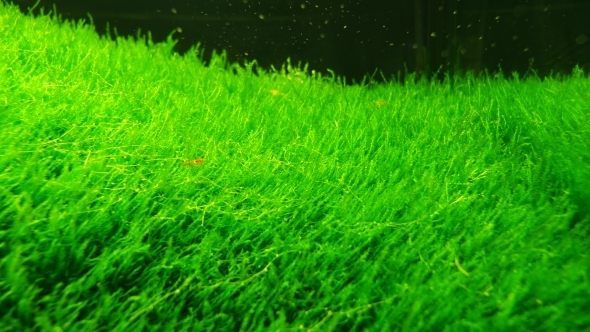 Aquarium Plants Background