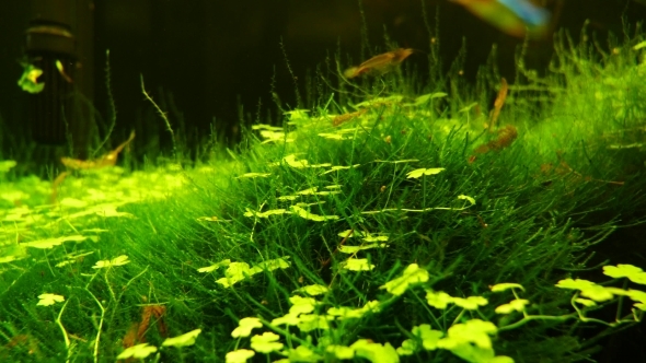 Red Shrimp Underwater alt