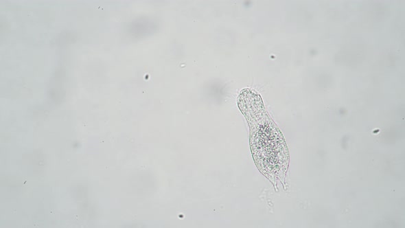 The Microscopic Transparent Worm Gastrotricha Stirs and Swells alt