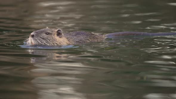 Floating Nutria in waterway eating using forepaws; daylight tracking shot alt