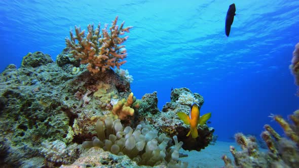 Underwater Clownfish Sea Coral Reef alt