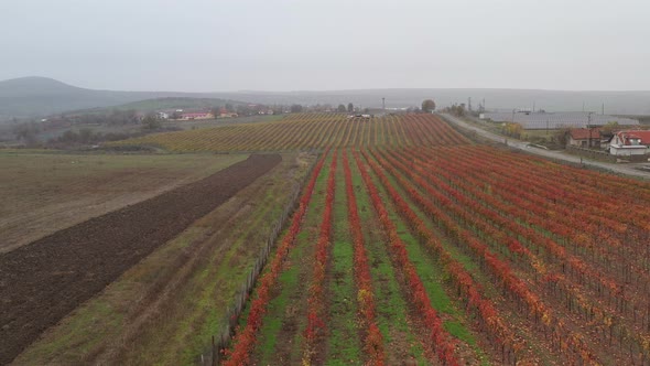 Aerial View On Vineyards In The Fall 5 alt