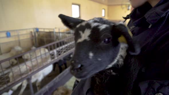 Black and white lamb bleating on a woman's lap alt