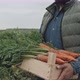 Man With Box Of Carrots - VideoHive Item for Sale
