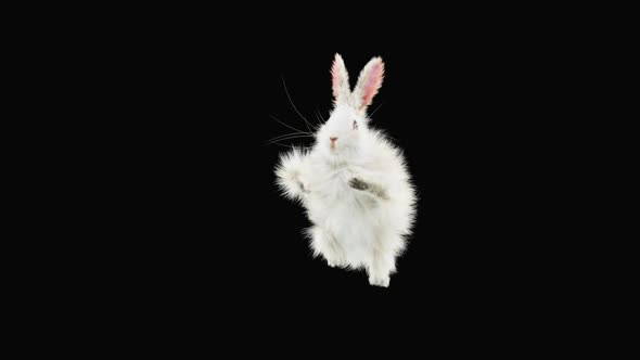 Rabbit Dancing HD alt