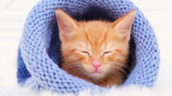 orange kitten sleeps in a knitted blue hat. Soft and cozy