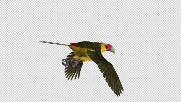 Toucan Bird - III - Saffron Aracari - Flying Loop - Back Angle