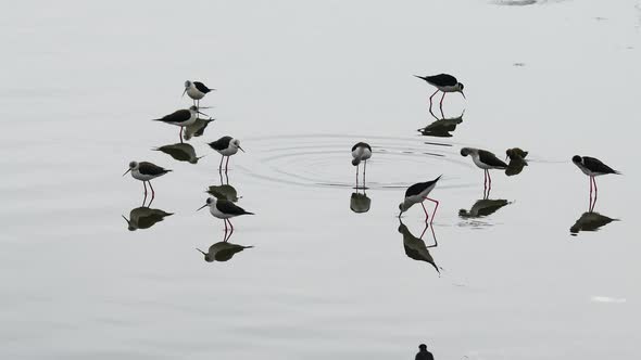 Black Winged Stilt alt