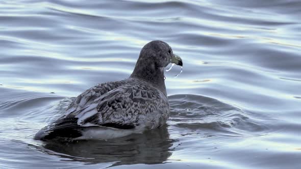 Juvenile Olrog's gull bathing in seawater, dipping and shaking its head in water alt
