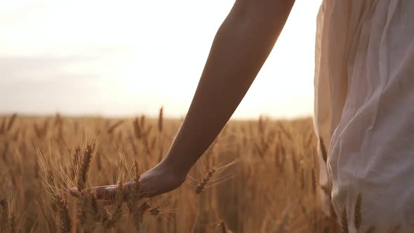 Woman in the White Dress Running Her Hand Through Some Wheat in a Field alt