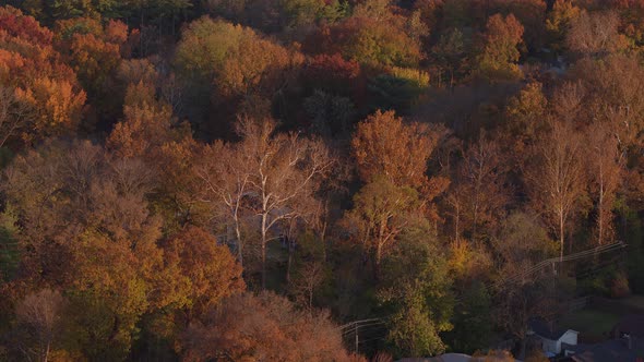 Aerial of beautiful trees in Autumn with a tilt down to reveal houses and street in a nice neighborh alt