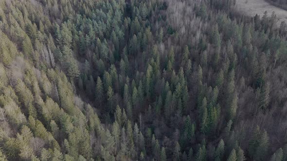 Aerial view. Forest with green coniferous trees on a cloudy spring day. Natural landscape. alt