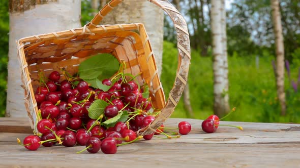 Close Up of a Basket Full of Ripe Cherries Falling on a Wooden Table alt