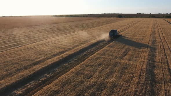 Aerial Shot of a Modern Combine Harvesting Grains in Wheat Farmland at Sunset 