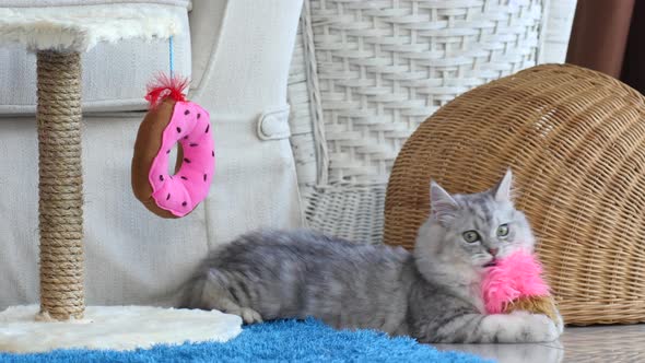 Cute Persian Cat Playing Toy In Living Room