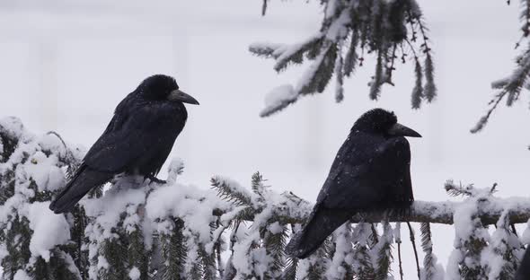 Birds Sitting On A Snowy Branch alt