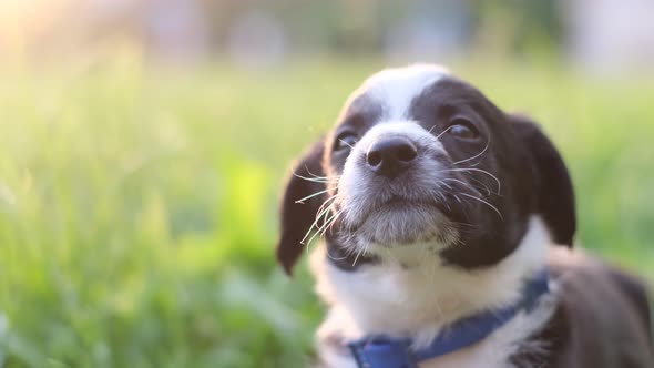 Portrait of a Little Black and White Puppy Barking Sitting in the Green Grass alt