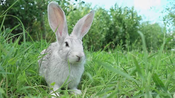 Cute Fluffy Light Gray Easter Bunny Sits on a Green Meadow in Sunny Weather Closeup alt