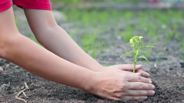 Растение мощный оберег для дома 10 букв: тайна, о которой молчат