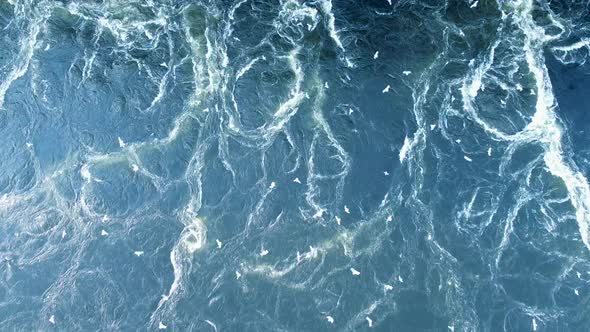 Aerial video of birds and powerful water currents, rapids and whirlpools alt