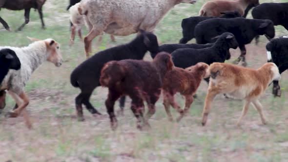 Baby goats playing, jumping around the pasture