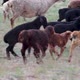 Baby goats playing, jumping around the pasture - VideoHive Item for Sale