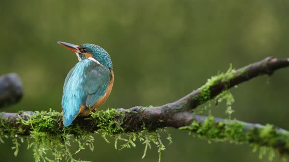 Kingfisher, IJsvogel, rests on a branch, then flies away in slow motion. alt